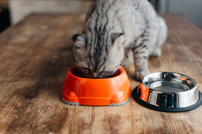 gatos comida siempre disponible