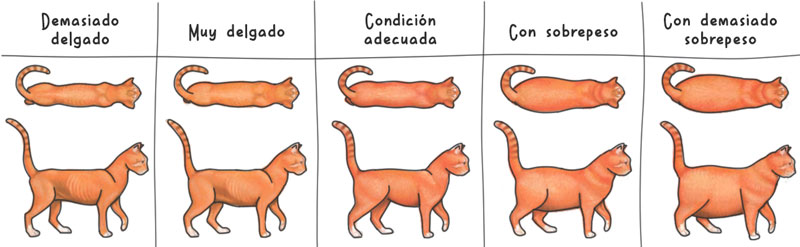 sobrepeso gato